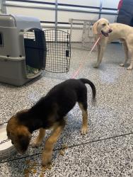 Found/Stray Male Dog last seen Scout Rd, Scout Rd, NC 27292