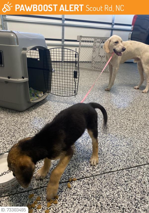 Found/Stray Male Dog last seen Scout Rd, Scout Rd, NC 27292