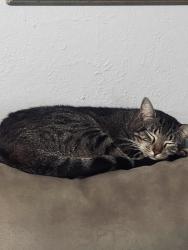 Reunited Male Cat last seen Effie/ Burke/ Austin, Pasadena, TX 77502
