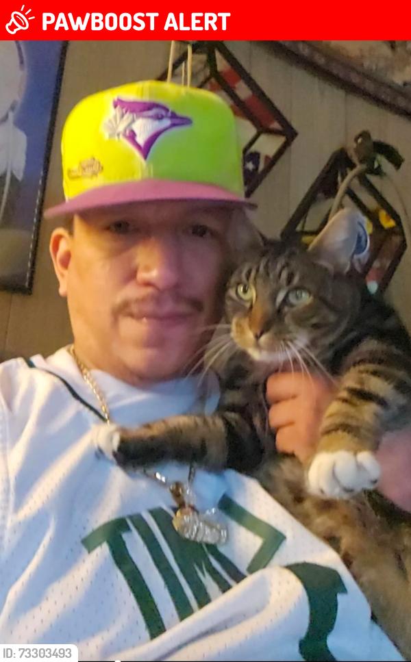 Lost Male Cat last seen Scowlitz access r.d., Lake Errock, BC V0M 1N0
