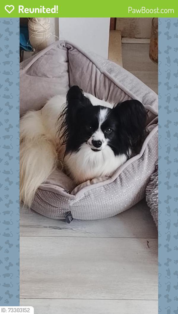Reunited Female Dog last seen Bishopbriggs, Bishopbriggs, Scotland G64 1DP