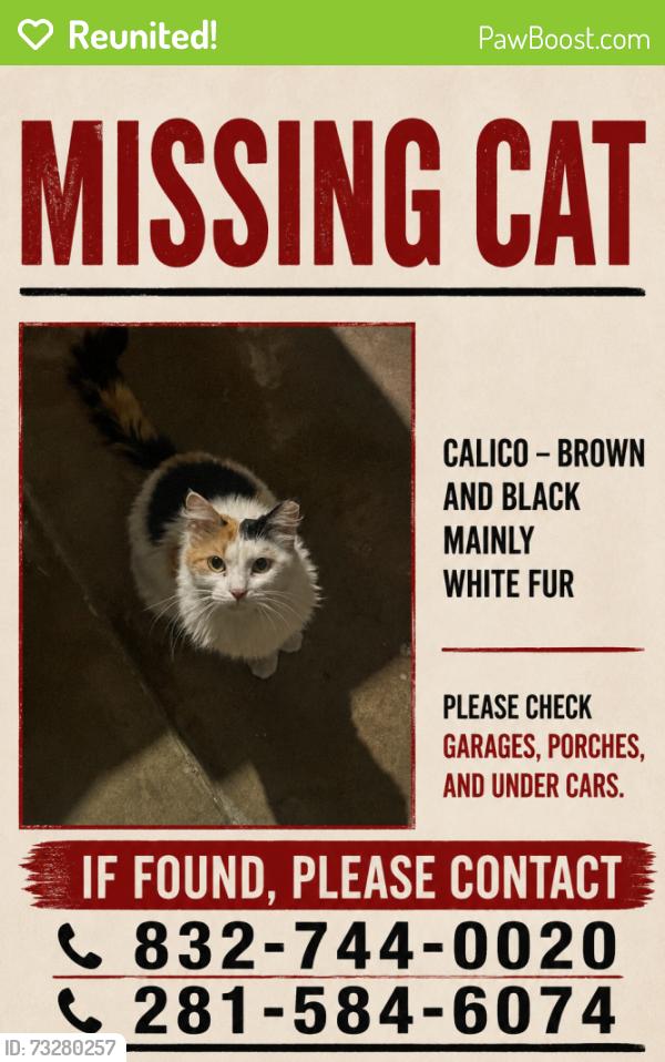 Reunited Female Cat last seen Manchara, Houston, TX 77083