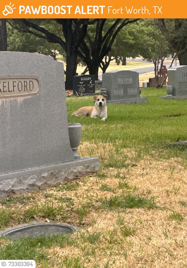 Found/Stray Female Dog last seen Greenwood Memorial Park, Fort Worth, TX 76107