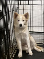 Reunited Male Dog last seen South side Bethlehem, Bethlehem, PA 18018