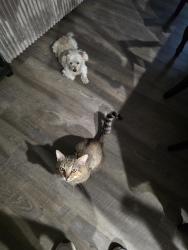 Lost Male Dog last seen Camelot neighborhood in Garner, Garner, NC 27529