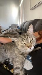 Reunited Female Cat last seen By 620 Ellen road, last seen by her humans last night, Newport News, VA 23605
