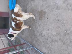 Reunited Female Dog last seen Robin Road & Horizon Blvd, Socorro, TX 79927