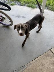 Found/Stray Female Dog last seen Off of 210, Sandclay Dr, NC 28390