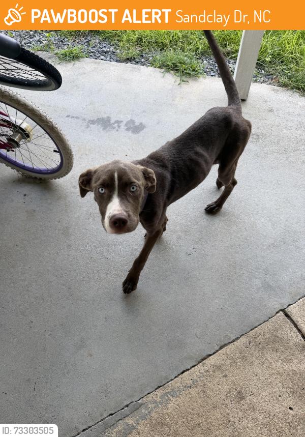Found/Stray Female Dog last seen Off of 210, Sandclay Dr, NC 28390