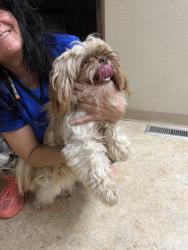 Reunited Female Dog last seen 12 mile and Southfield, Southfield, MI 48076