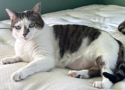 Lost Female Cat last seen Brettonwoods & W Farnum, Madison Heights, MI 48071