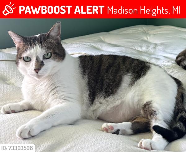 Lost Female Cat last seen Brettonwoods & W Farnum, Madison Heights, MI 48071