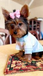 Reunited Female Dog last seen Olivos, San Marcos, CA 92069