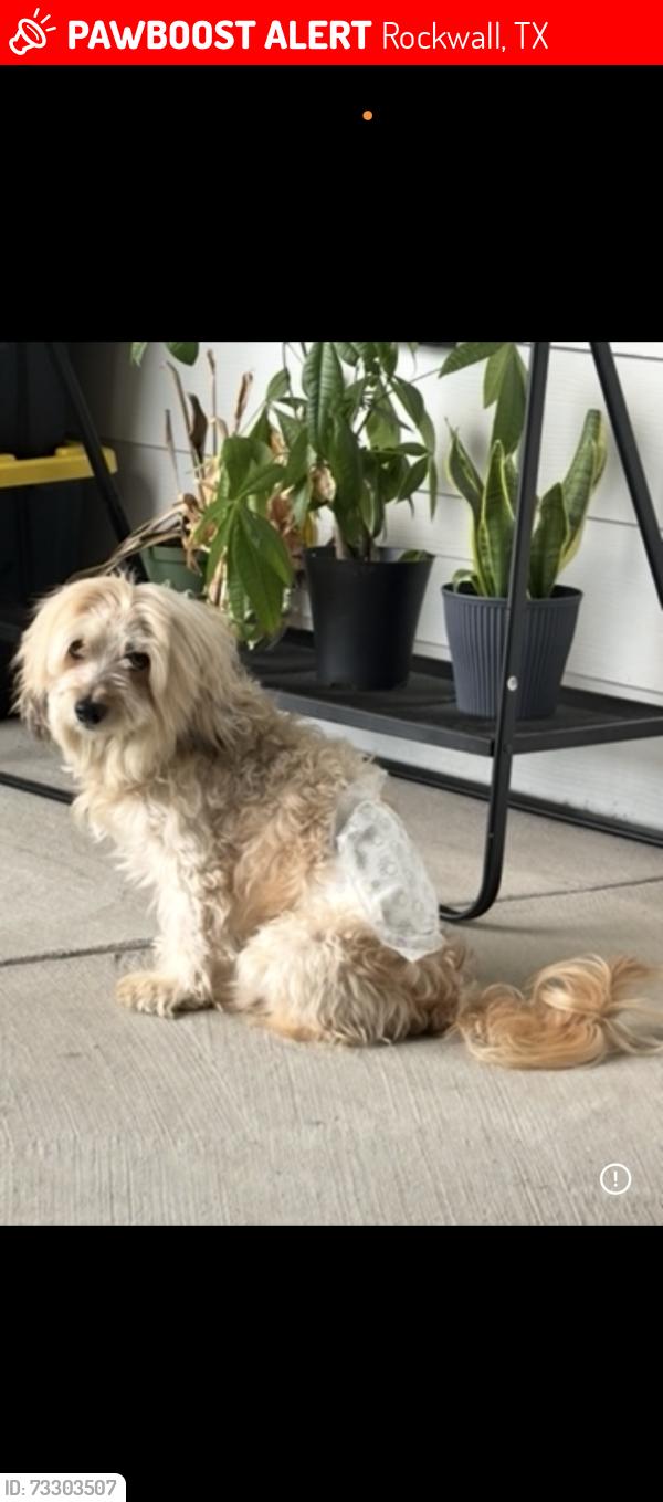 Lost Male Dog last seen Cliffmere and spirehaven, Rockwall, TX 75087