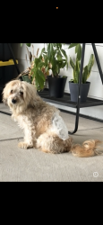 Lost Male Dog last seen Cliffmere and spirehaven, Rockwall, TX 75087