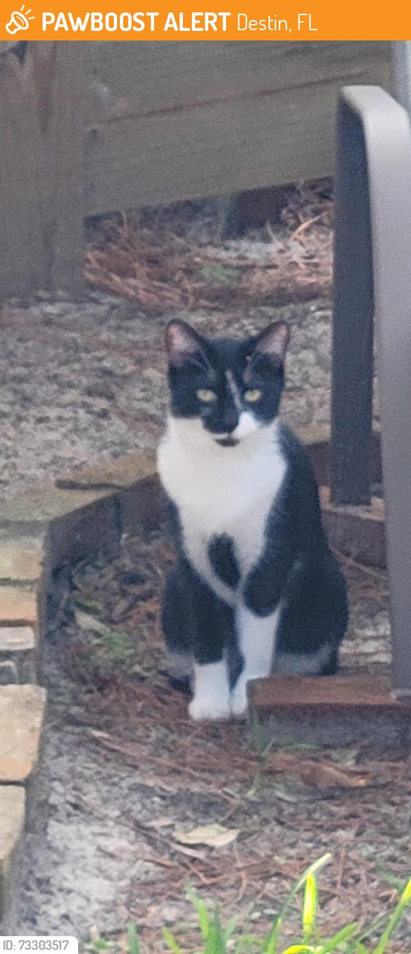 Found/Stray Female Cat last seen BEACH DR and First St, Destin, FL 32541