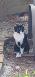Found/Stray Female Cat last seen BEACH DR and First St, Destin, FL 32541