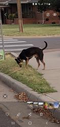Reunited Male Dog last seen NW 46th and Linn, Oklahoma City, OK 73112
