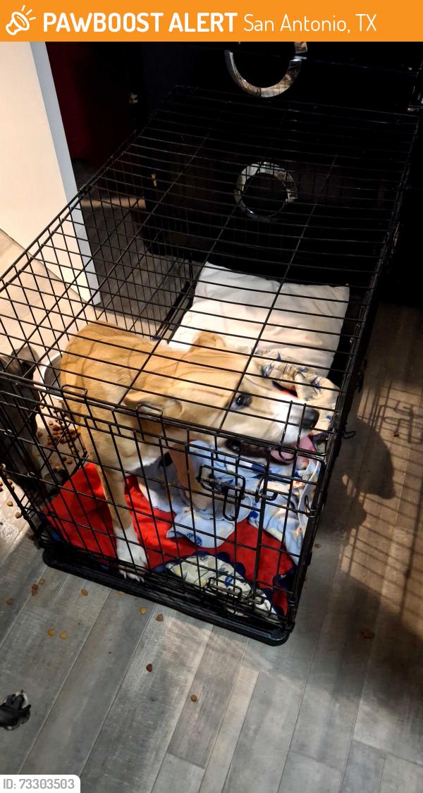 Found/Stray Female Dog last seen In side the LA Scala Apartments, San Antonio, TX 78216