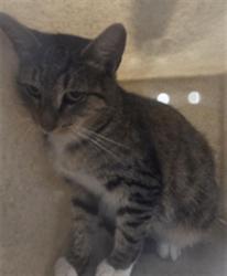 Shelter Stray Female Cat last seen Near BLOCK S FRENCH AVE, SANFORD, 232 Eslinger Way, Sanford, FL 32773, USA