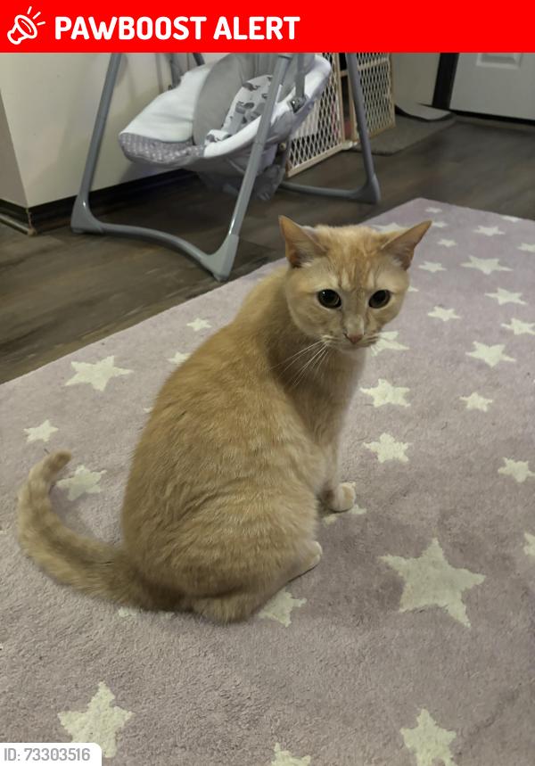 Lost Male Cat last seen Besants/Tarragon in Cider Mill Crossings, Tyrone Township, MI 48430