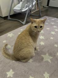 Lost Male Cat last seen Besants/Tarragon in Cider Mill Crossings, Tyrone Township, MI 48430