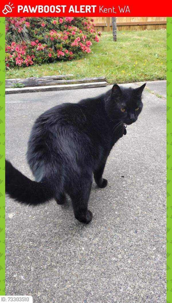 Lost Male Cat last seen 128th PL SE and SE 277th Ct, Kent, WA 98030