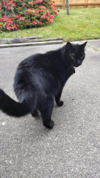 Lost Male Cat last seen 128th PL SE and SE 277th Ct, Kent, WA 98030
