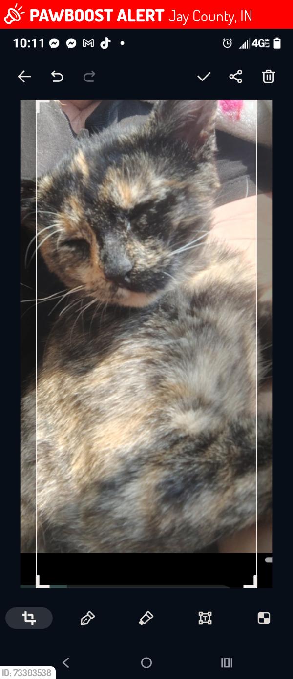 Lost Female Cat last seen Jay county highscool, Jay County, IN 47371