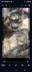 Lost Female Cat last seen Jay county highscool, Jay County, IN 47371