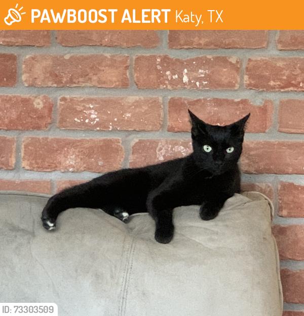 Found/Stray Male Cat last seen Near Sundown Glen and Raintree Village, Katy, TX 77449