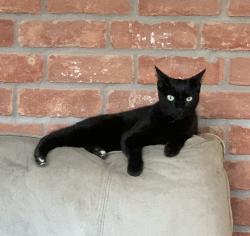 Found/Stray Male Cat last seen Near Sundown Glen and Raintree Village, Katy, TX 77449