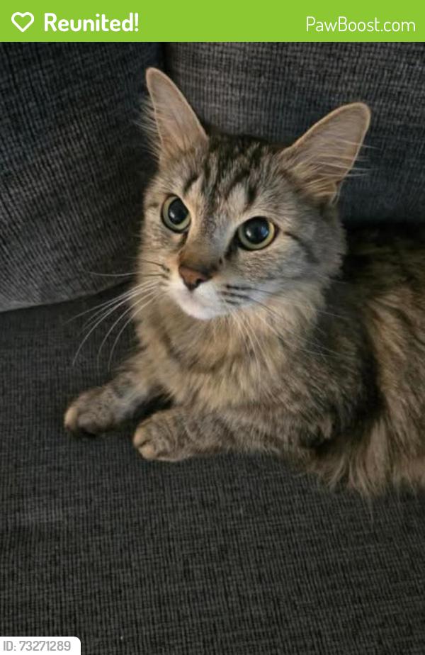 Reunited Female Cat last seen Edison plaza dr, by nickle plate district fishers, Fishers, IN 46038