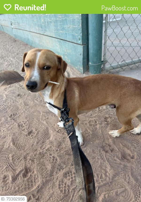 Reunited Male Dog last seen Near Stevenson blvd Fremont ca 94538, Fremont, CA 94538