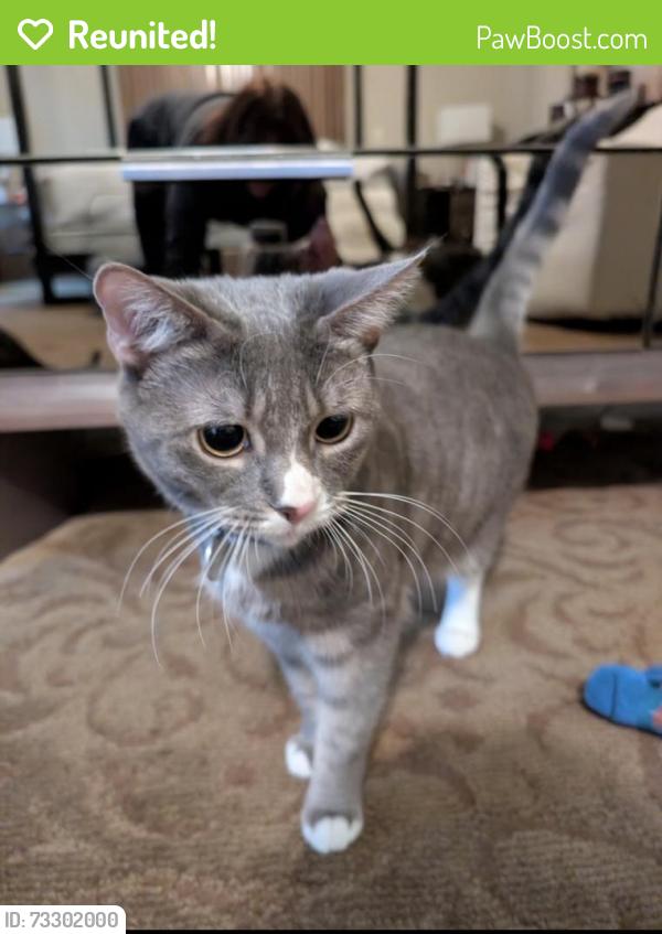 Reunited Female Cat last seen N Elm and Old Lake Jeanette Rd. Behind Atrium Health in the Brownstones, Greensboro, NC 27455