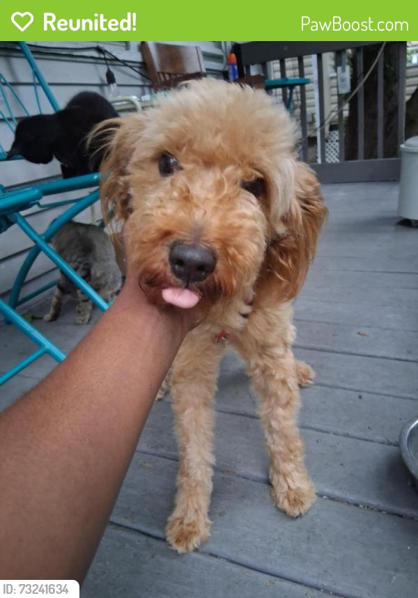 Reunited Female Dog last seen 152nd street, Cleveland, OH 44110