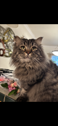 Lost Male Cat last seen Near and Aurther, Spokane, WA 99203