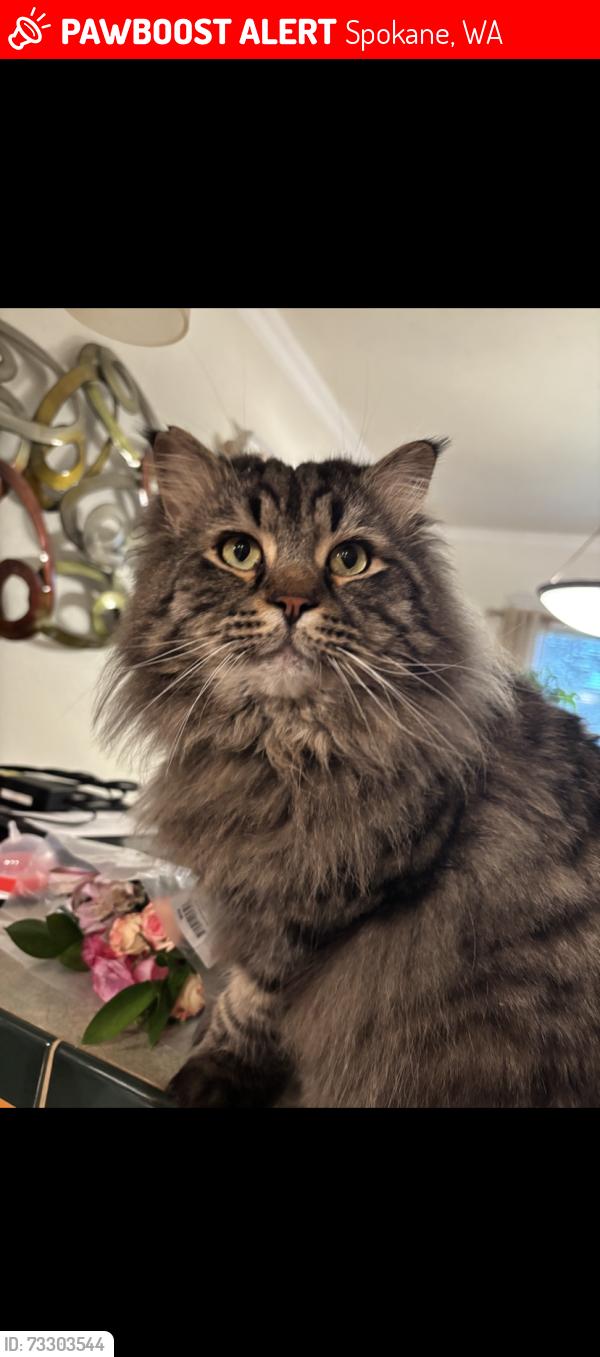 Lost Male Cat last seen Near and Aurther, Spokane, WA 99203