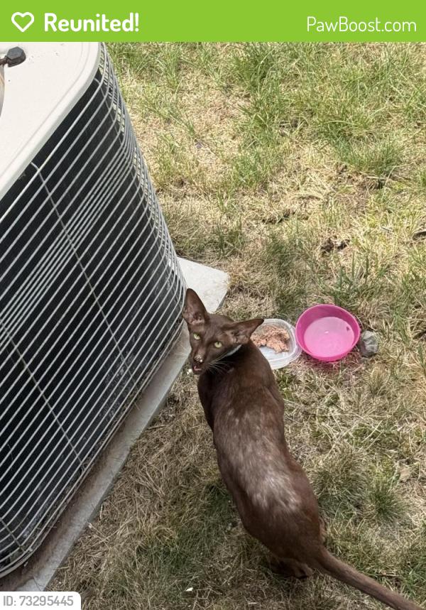 Reunited Unknown Cat last seen Bergenfield, Bergenfield, NJ 07621