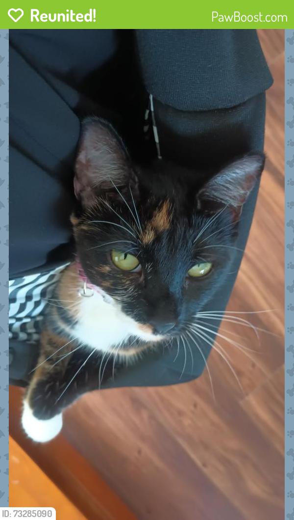 Reunited Female Cat last seen Pomerado and Casa Avenida, Poway, CA 92064