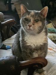 Reunited Female Cat last seen Ellsworth Ave, Erie, PA 16508