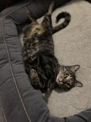 Lost Male Cat last seen 58th street north and 17th ave, St. Petersburg, FL 33710