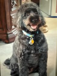 Reunited Male Dog last seen Carolina ests Gracious Retirement Living, Greensboro, NC 27410