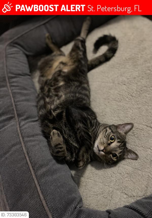 Lost Male Cat last seen 58th street north and 17th ave, St. Petersburg, FL 33710