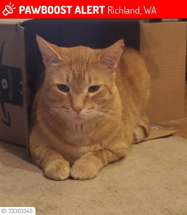 Lost Male Cat last seen Satus St, Richland, WA 99352