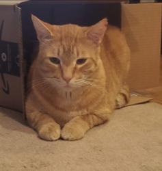 Lost Male Cat last seen Satus St, Richland, WA 99352