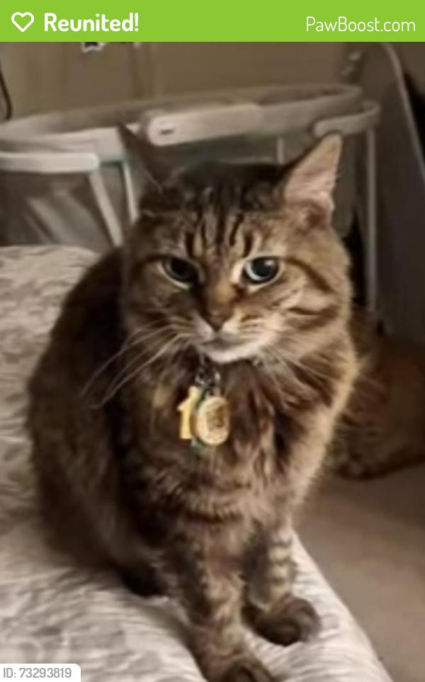 Reunited Female Cat last seen Aventine lane and Edmonds, Fort Worth, TX 76244