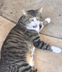Reunited Male Cat last seen Odom Rd, Oklahoma City, OK 73139, USA, Oklahoma City, OK 73139