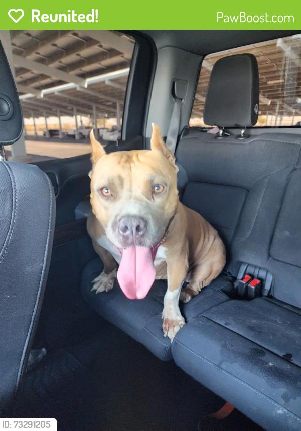 Reunited Female Dog last seen 40th St East and Lancaster Blvd, Lancaster, CA 93535