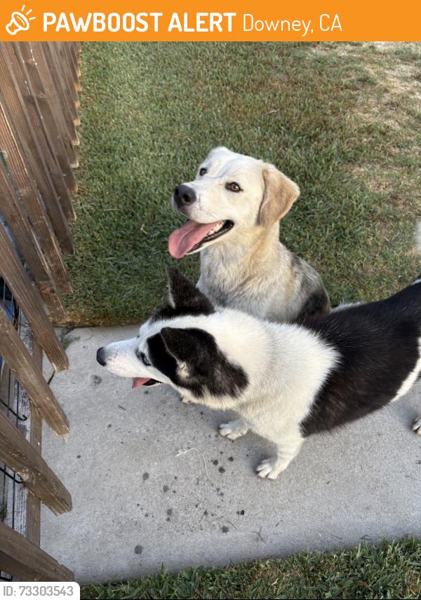 Found/Stray Unknown Dog last seen Fontana street and Patton road, Downey, CA 90241